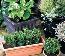Pots, Planters & Ornaments