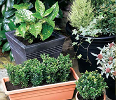 Pots, Planters & Ornaments