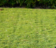 Lawncare