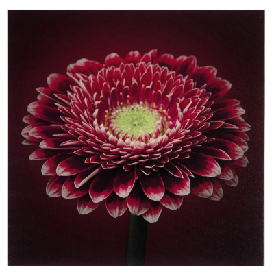 Red Gerbera Printed Canvas Wall Art 48 x