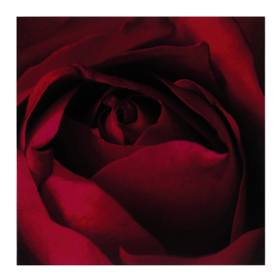 Red Rose Canvas, Red 000394