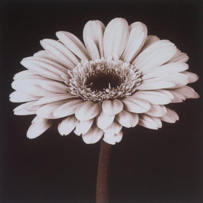ASDA Sepia Daisy Canvas, Sepia 000396