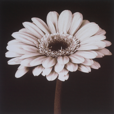 ASDA Sepia Daisy Canvas Wall Art, Sepia 000396