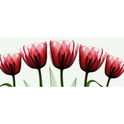 ASDA Red X Ray Tulips Printed Canvas, Red, White