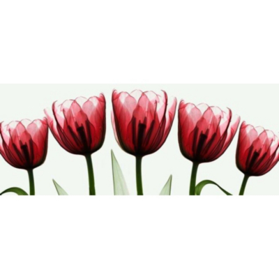 Red X Ray Tulips Printed Canvas, Red, White