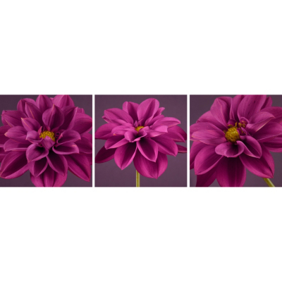 Plum Dahlias Printed Canvas 000732