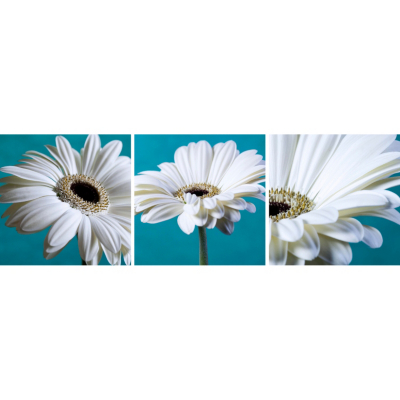 Teal Gerberas Set of 3 Printed Canvas, Teal