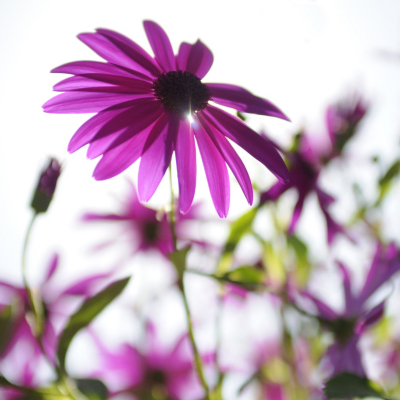 Purple Daisy Printed Canvas, Pinky Purple 002012