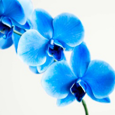 Blue Orchid Printed Canvas, Blue 002278