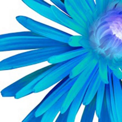 Blue Chrysanthemum Printed Canvas, Blue