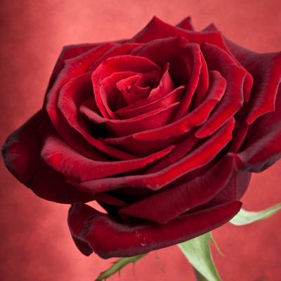 Single Red Rose Printed Canvas, Red 002284