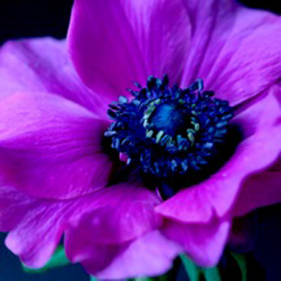 ASDA Purple Anemone Printed Canvas, Purple 002288