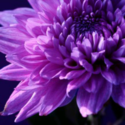 Purple Chrysanthemum Printed Canvas, Purple
