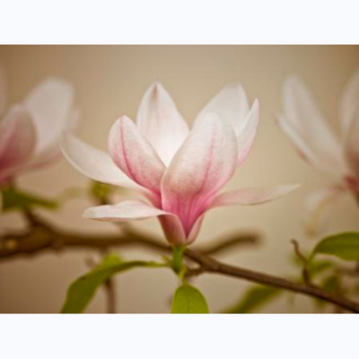 ASDA Orchid Printed Canvas 002296