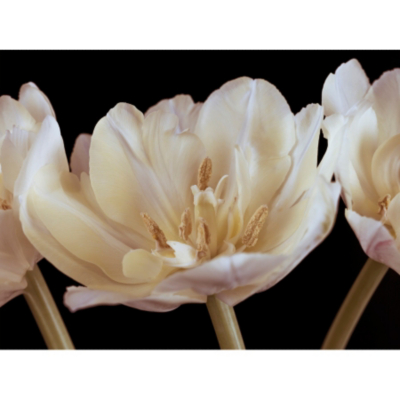 ASDA Cream Flower Printed Canvas 002297