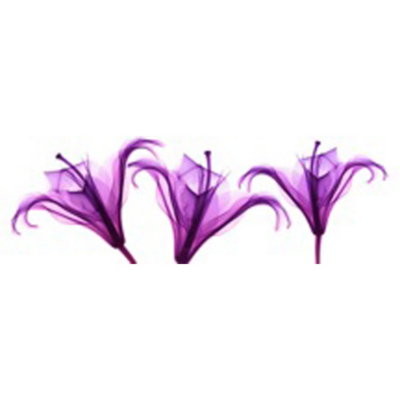 Plum Lilies Canvas Wall Art - 96 x 30cm,