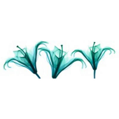 ASDA Teal Lilies Wall Art Canvas Print, Teal 002302