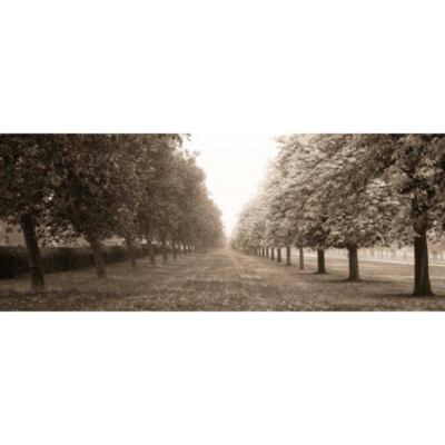 ASDA Trees Sepia Printed Canvas Wall Art - 96 x