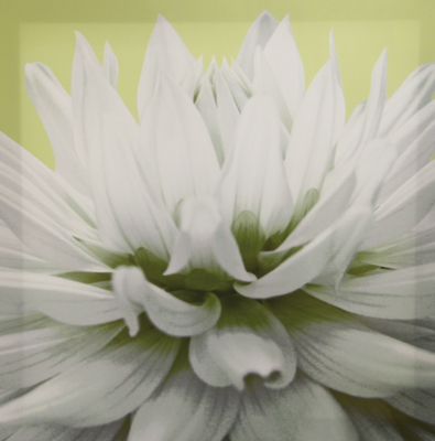ASDA Green Dahlia Wall Art Canvas Print, Green 002421