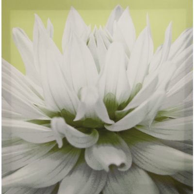 Green Dahlia Wall Art Canvas Print, Green 002421