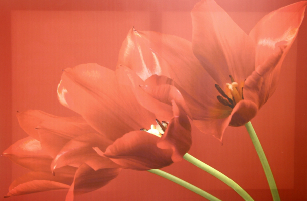 ASDA Red Tulips Wall Art Canvas Print, Red 002431