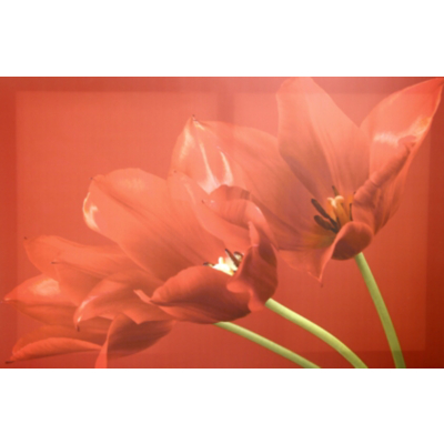 Red Tulips Canvas Wall Art - 75 x 50cm, Red