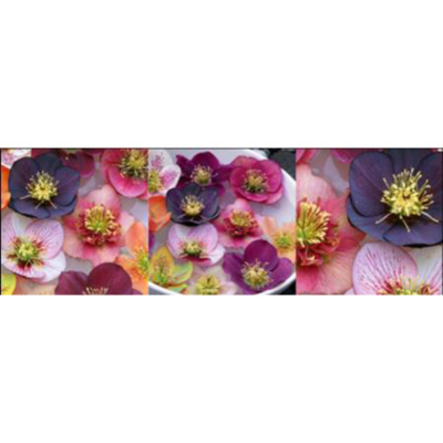 ASDA Water lilies Canvas Wall Art - 3 Pack, Red,