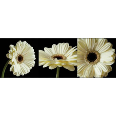 ASDA Teal Gerberas Set of 3 Printed Canvas, Teal