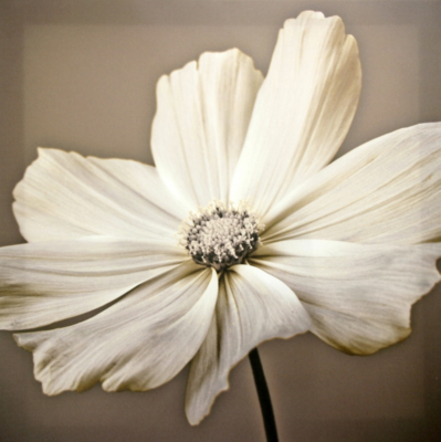 ASDA Taupe Flowers Wall Art Canvas Prints - 2 Pack,