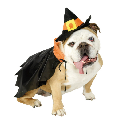 Dog Costume