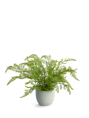 Fern Arrangement In Grey Pot Home at ASDA