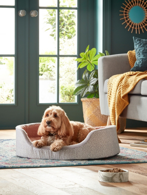 cavalier king charles puppies near me