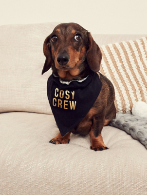 asda dog collar