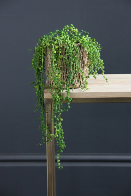 Artificial 54cm Trailing String of Pearls Plant Home at ASDA