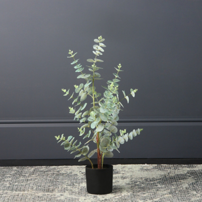 George Unisex Green Scottish Everlastings Eucalyptus 70Cm