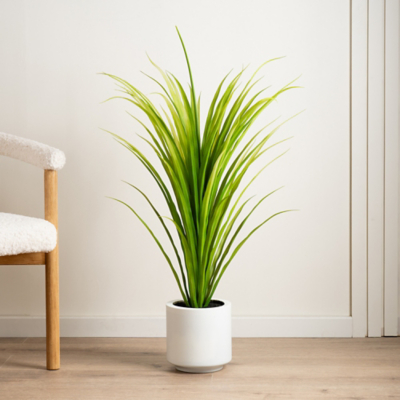 George Green Spiky Draceana In White Pot - 95Cm