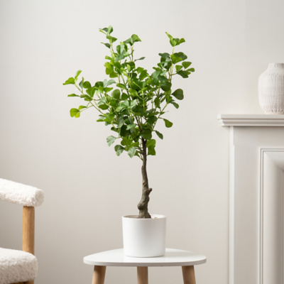 75cm Heart-Leaf Ficus in White Pot | Home | George at ASDA