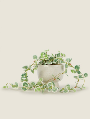 White Variegated Trailing Plant in Footed Pot | Home | George at ASDA