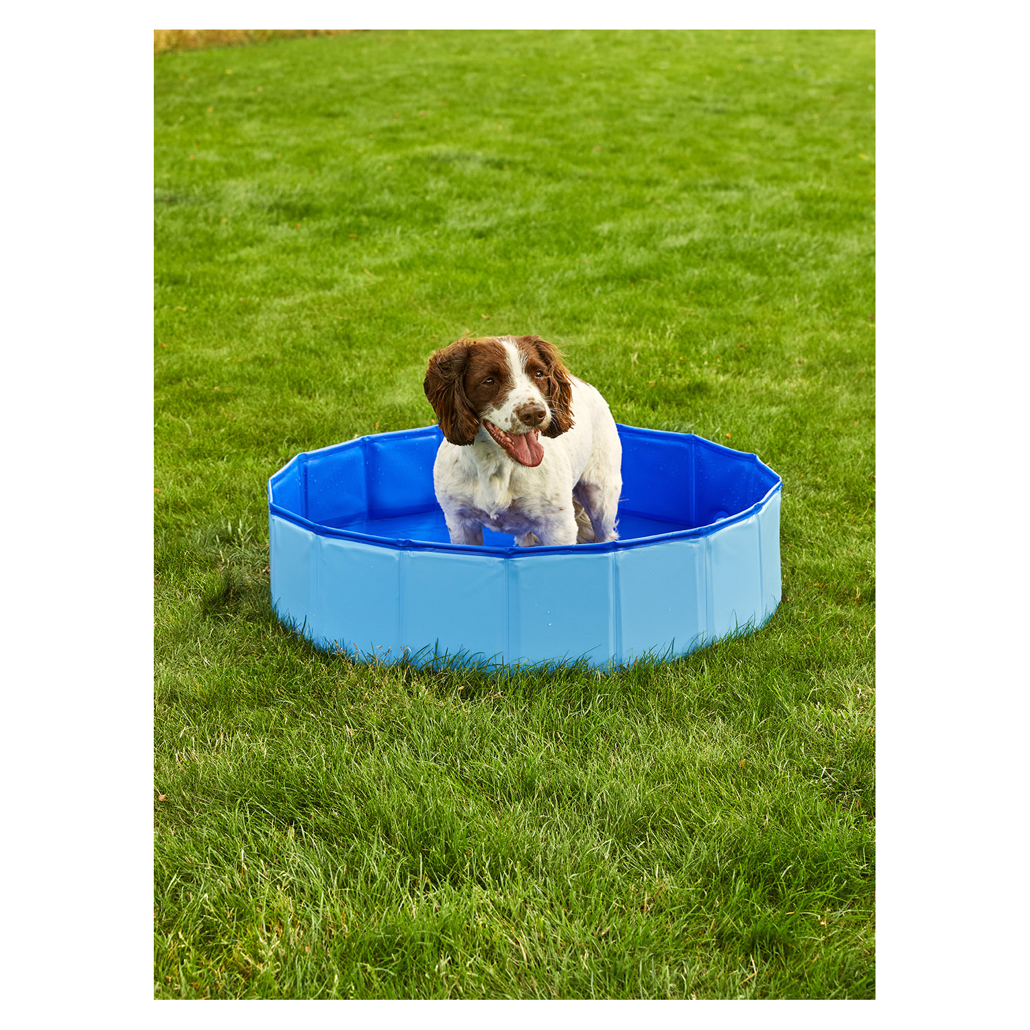George Blue Hapello Dog Pool