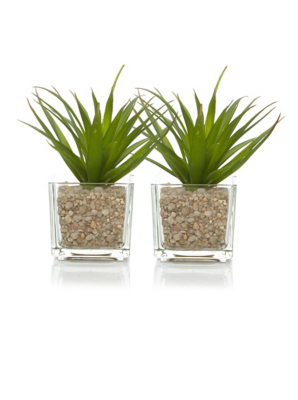 Spiky Succulent Plant Pot 2 pack at ASDA