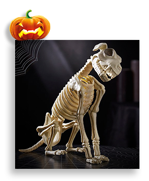 White Halloween Animated Barking Dog Skeleton with spider web and pumpkin in background.