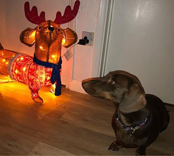 Brown dog stands on a wooden floor looking at a light-up Christmas sausage dog antler decoration. 