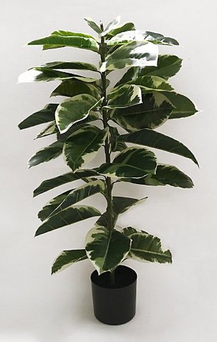 Artificial rubber plant in black pot