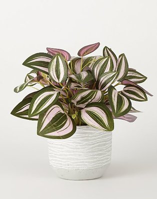 Artificial Tradescantia in White Pot