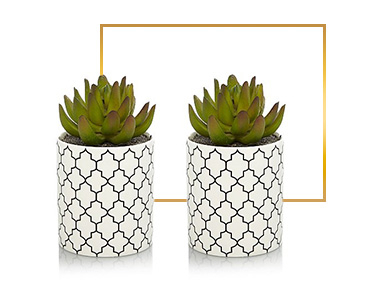 These 2 artificial succulents come in funky modern printed pots