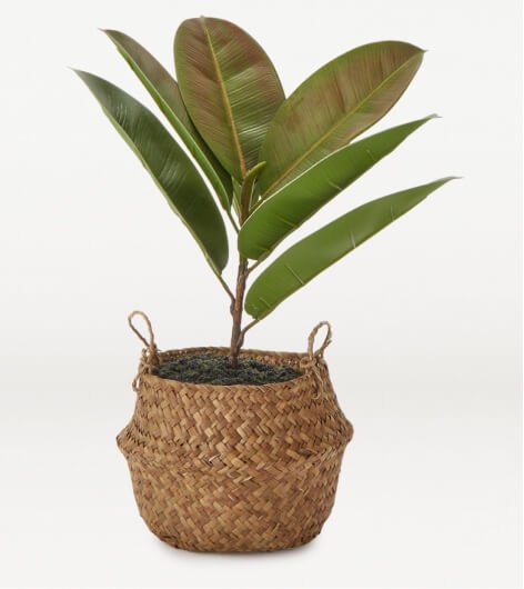 A rubber plant in a basket pot.