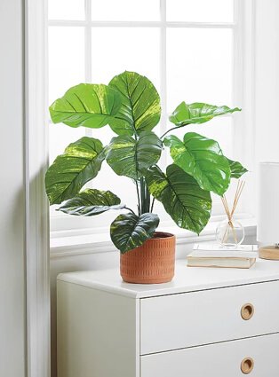 White room with large panel windows and white curtains with white drawer set topped with large artificial plant.