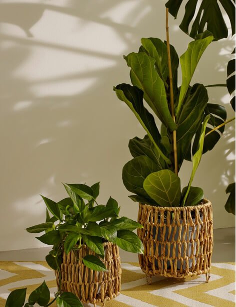 Two leafy plants in wicker plant pots.