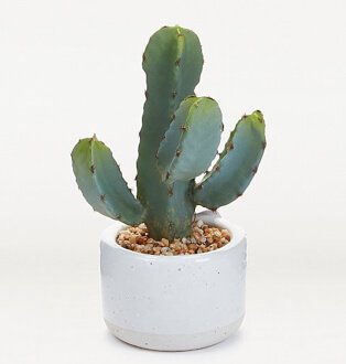 Artificial cactus in white pot.