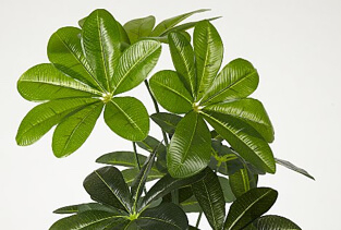 Close up of artificial umbrella plant leaves